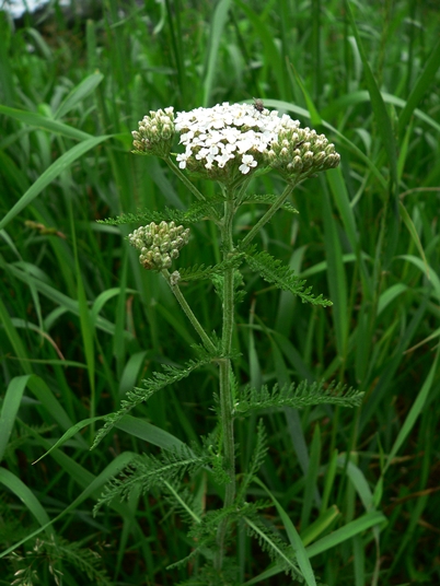 {Achillea borealis}
